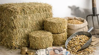 How Much Is a Bale of Hay in the UK? Find Out the Latest Prices Here!