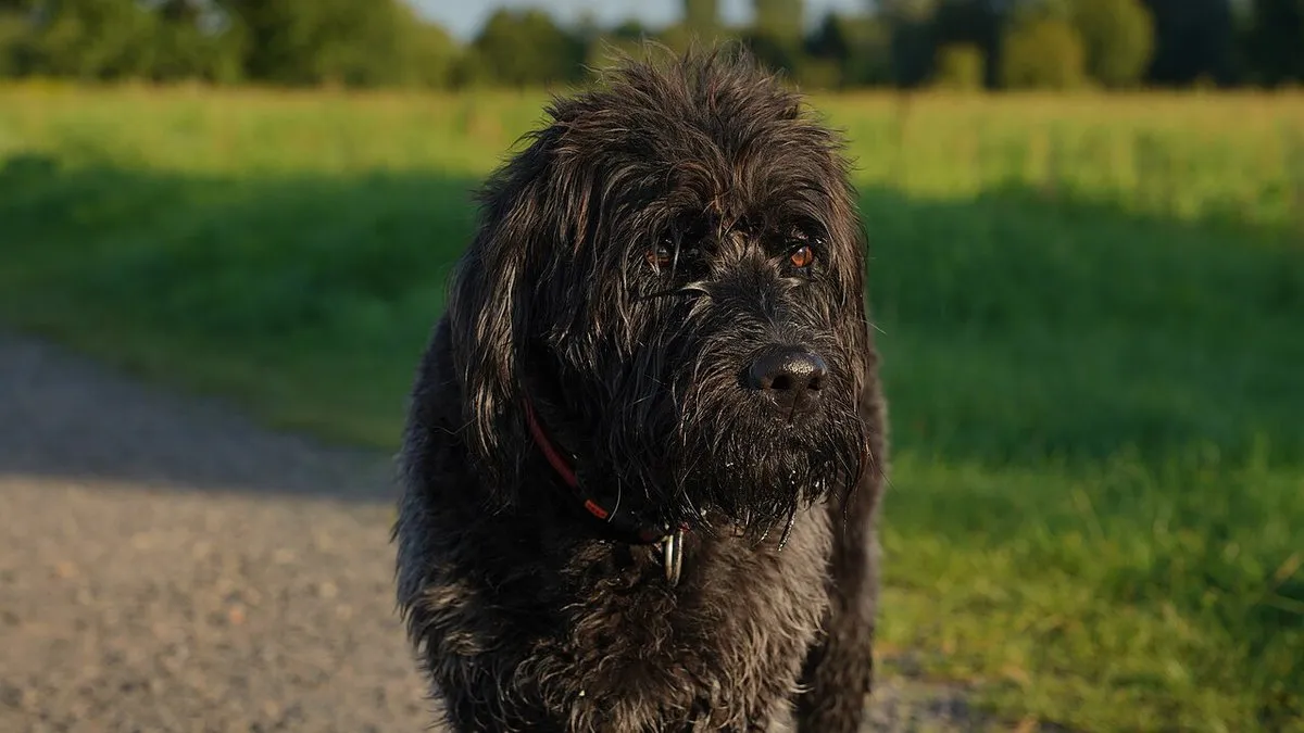 Is the dog in the flash advert a labradoodle