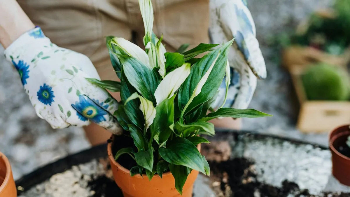 A person wearing floral gardening gloves holds a small potted plant with green and white leaves.