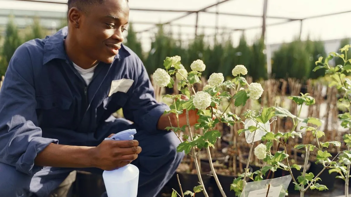 A man in blue overalls crouches, smiling, tending to white flowering plants in a nursery.