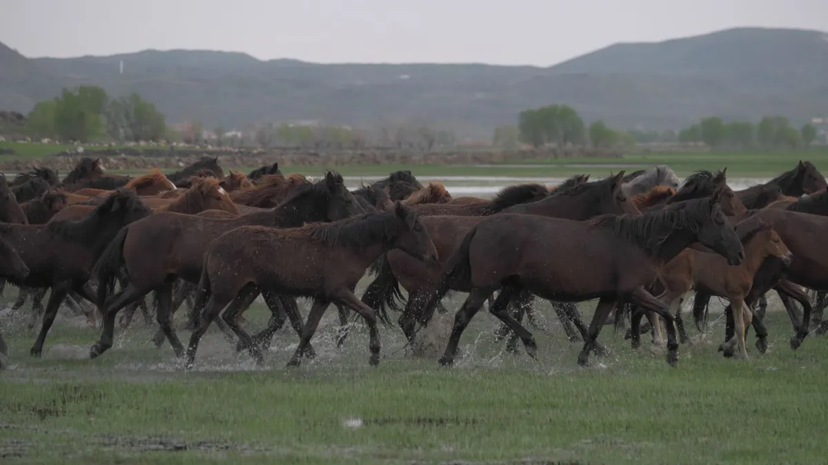 A dynamic scene of a herd of wild horses galloping through a grassy field with water splashing under them.