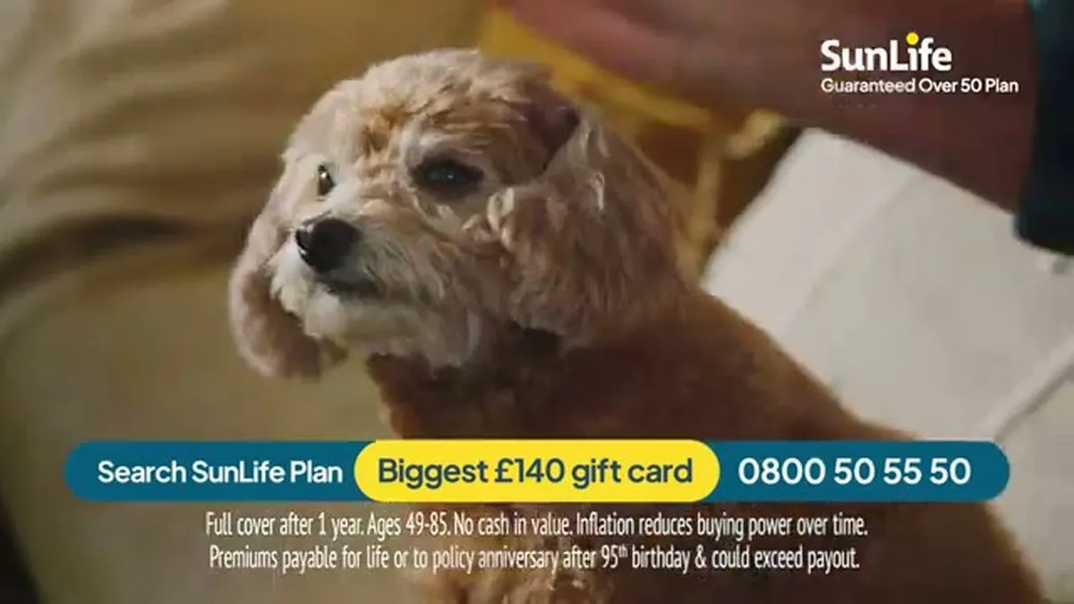A small, fluffy brown dog with floppy ears looks towards the camera, being petted by a hand.