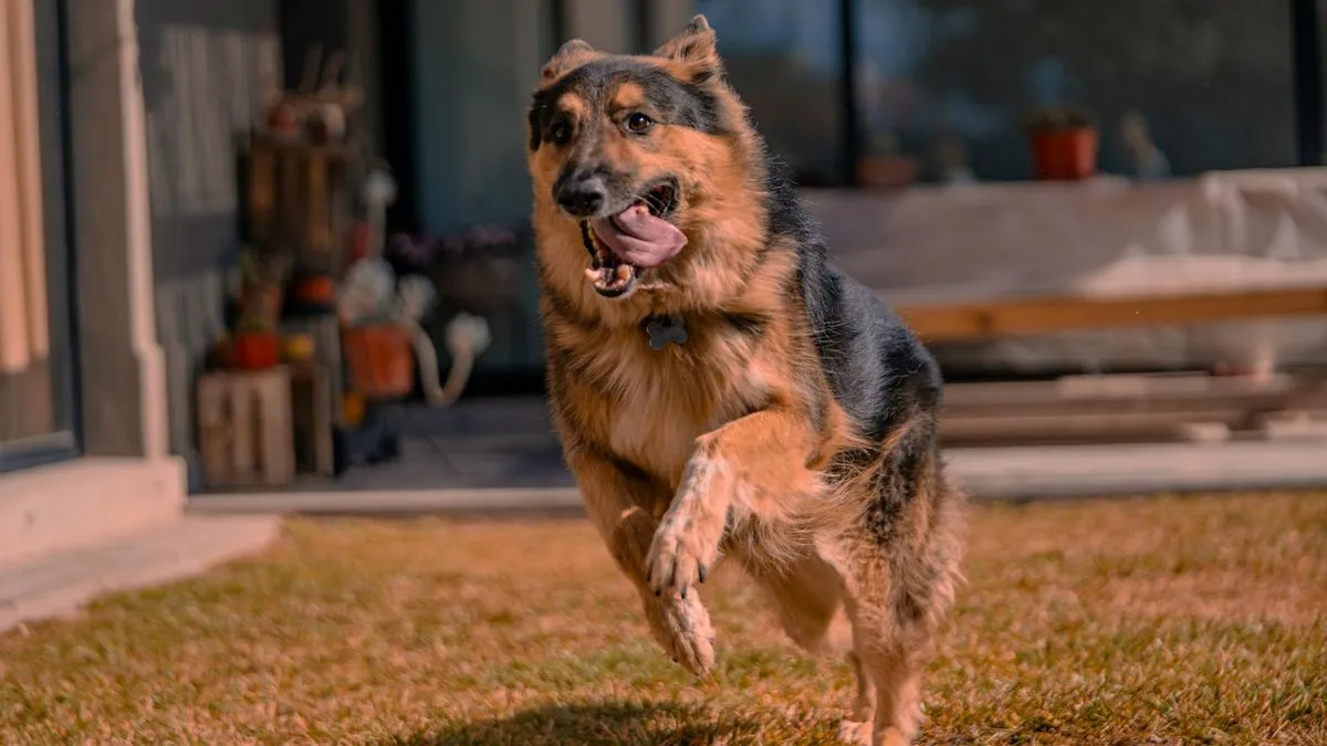 A German Shepherd dog with black and tan fur running on grass, licking its nose.
