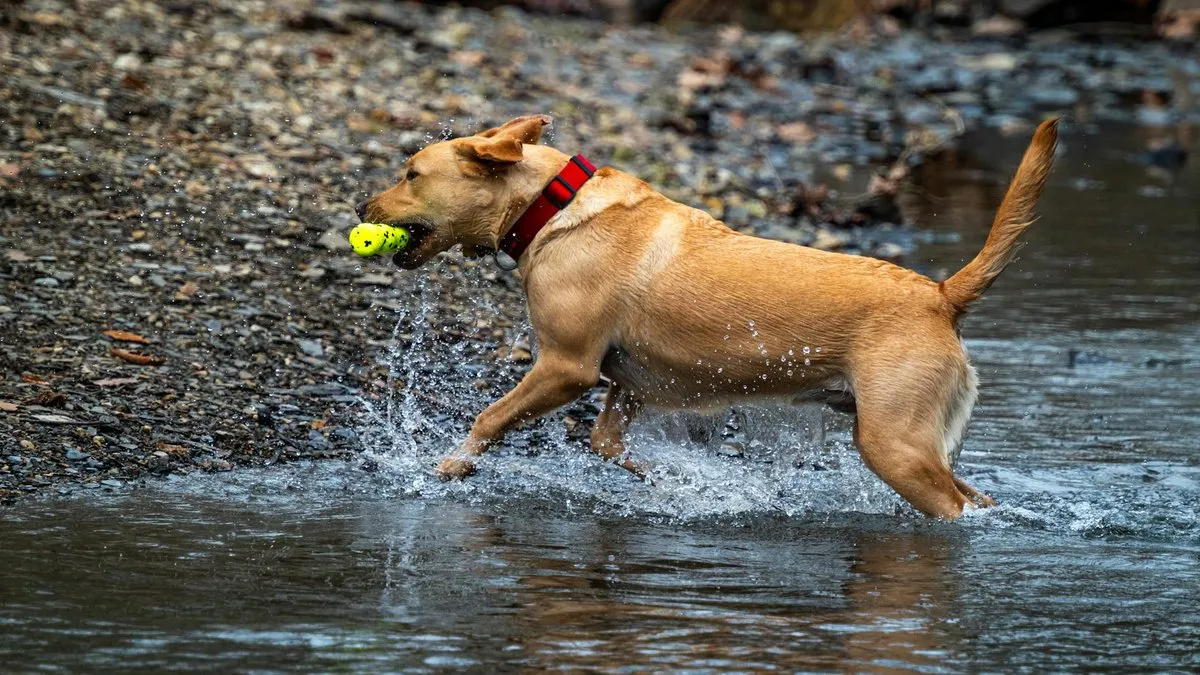 A golden retriever with a red collar splashes through shallow water, carrying a yellow ball in its mouth.