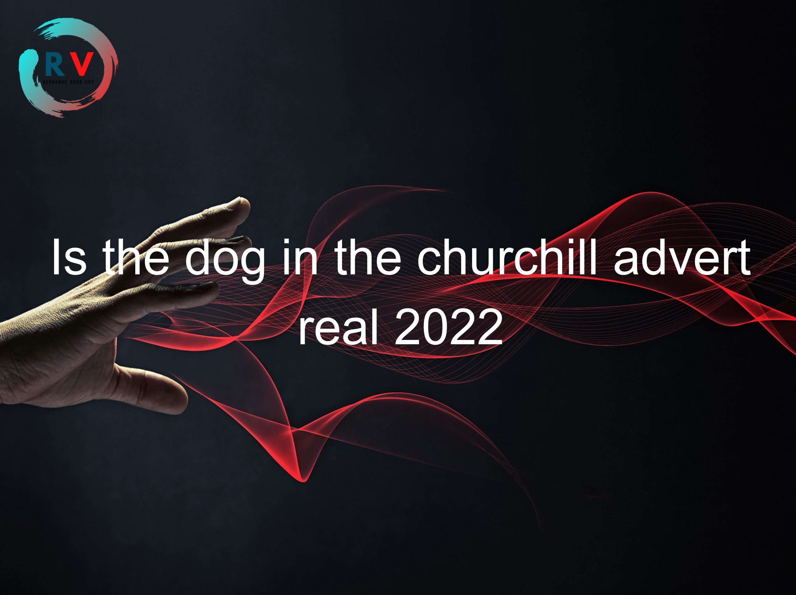 Is the dog in the churchill advert real 2022